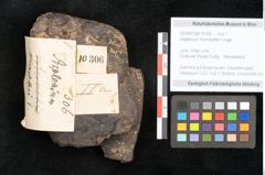 Foto (Objekt + Etikett) von Asplenium hochstetteri Unger (NHMW-GEO-2024-0188-10306)